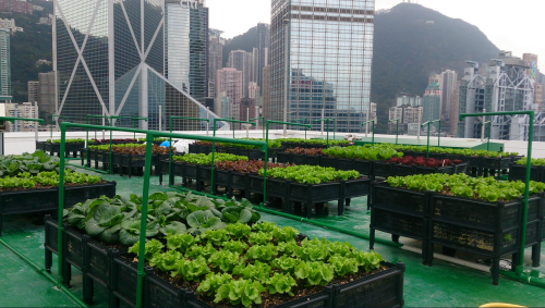 Rooftop Farming in Hong Kong